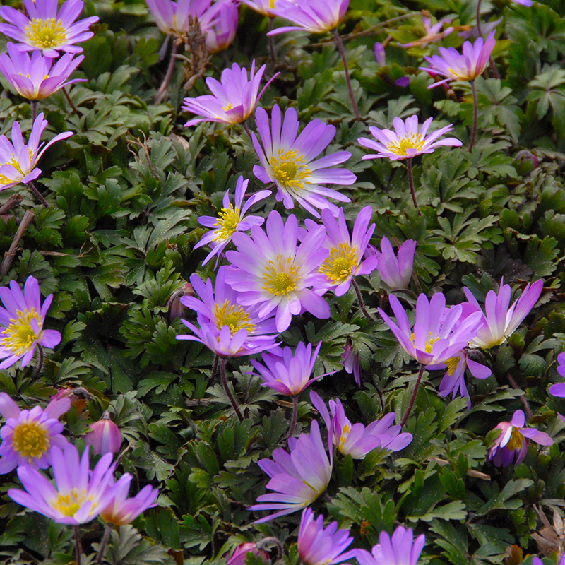 Anemone blanda Charmer 5/+ , à 100