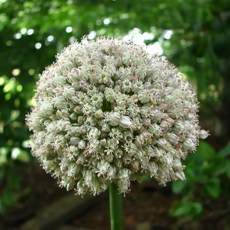 Allium ampeloprasum (Ping Pong, White Cloud) 7/+, à 100