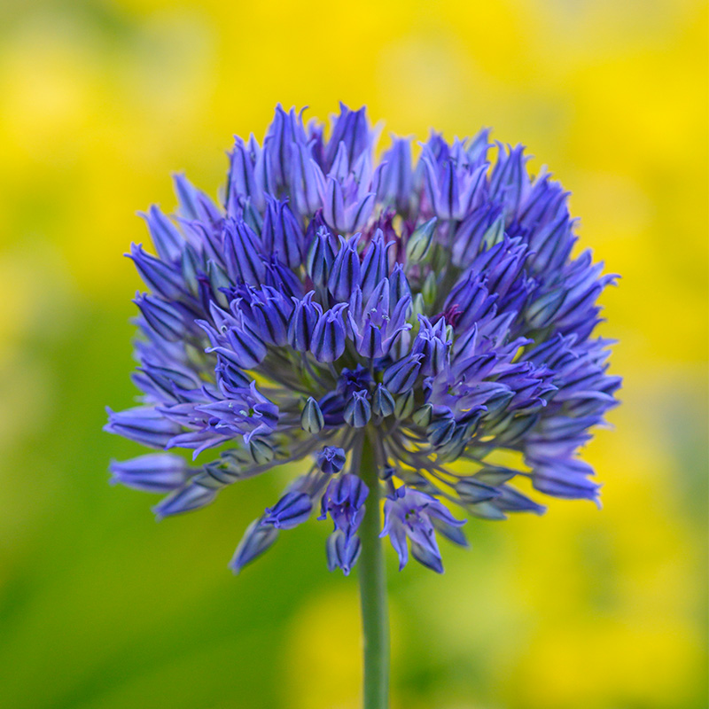 Allium caesium 5/+ , à 25