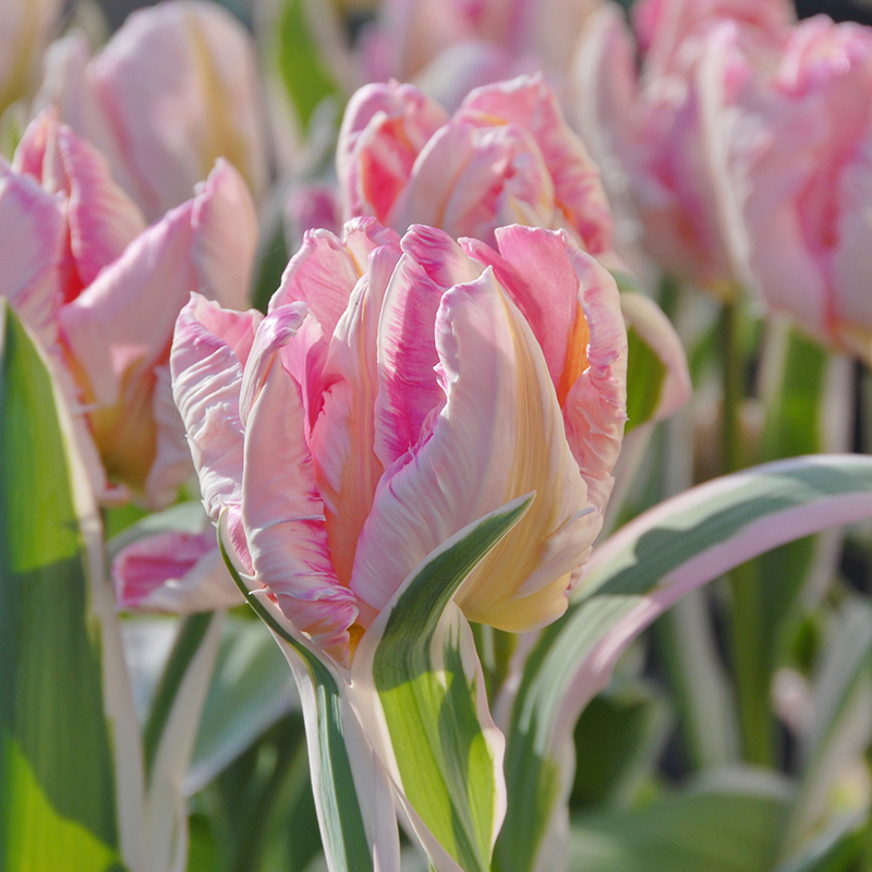 Tulipa Elsenburg 12/+ , à 50