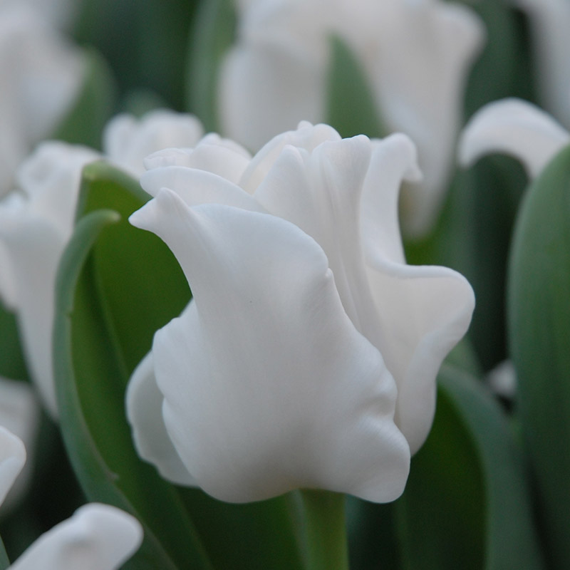 Tulipa White Liberstar® 12/+ , à 50