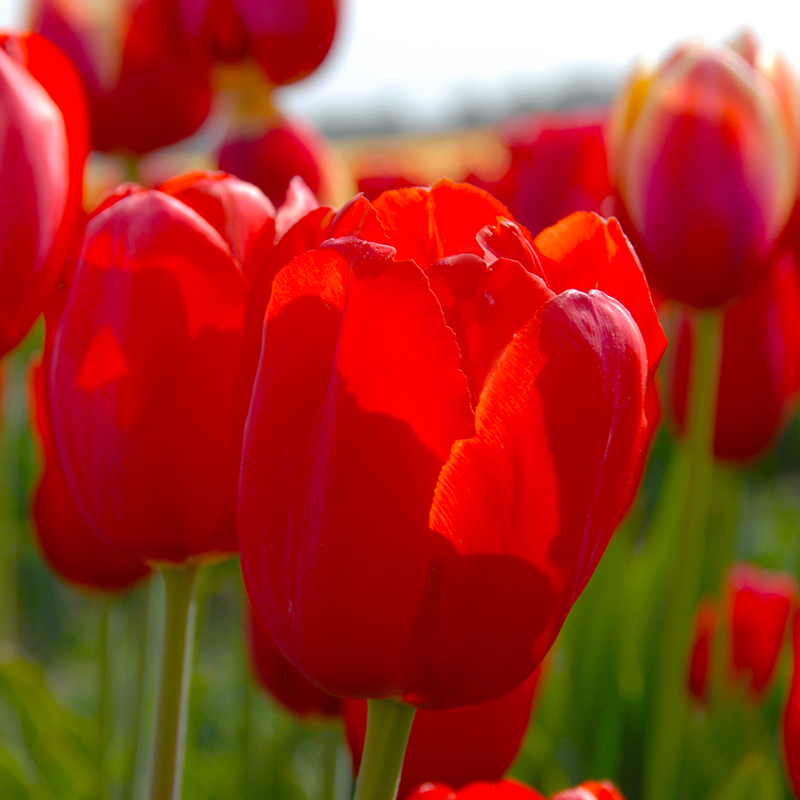 Tulipa Kingsblood 12/+ , à 50