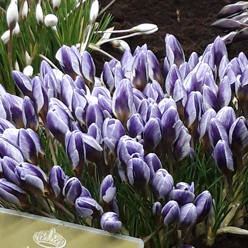 Crocus chrysanthus Blue Marlin 5/+ , à 100