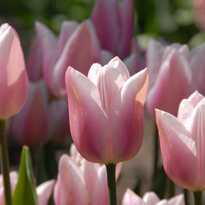 Tulipa Gabriella 12/+ , à 50