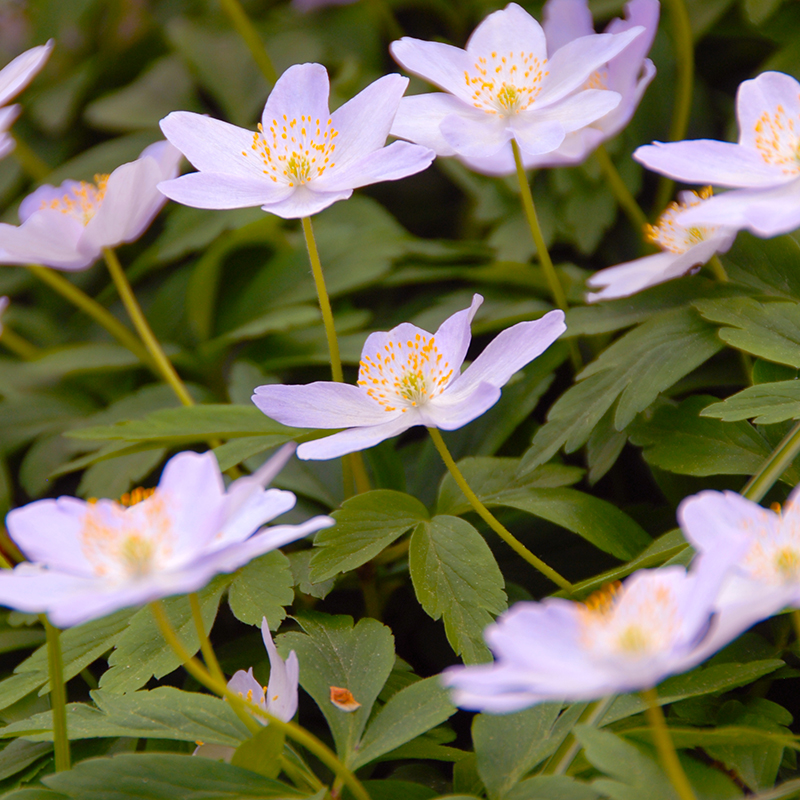 Anemone nemorosa Robinsoniana I , à 100