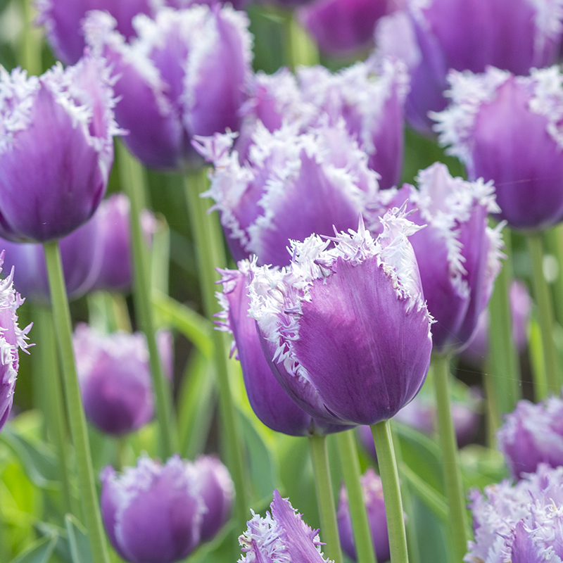 Tulipa Cummins® 12/+ , à 50