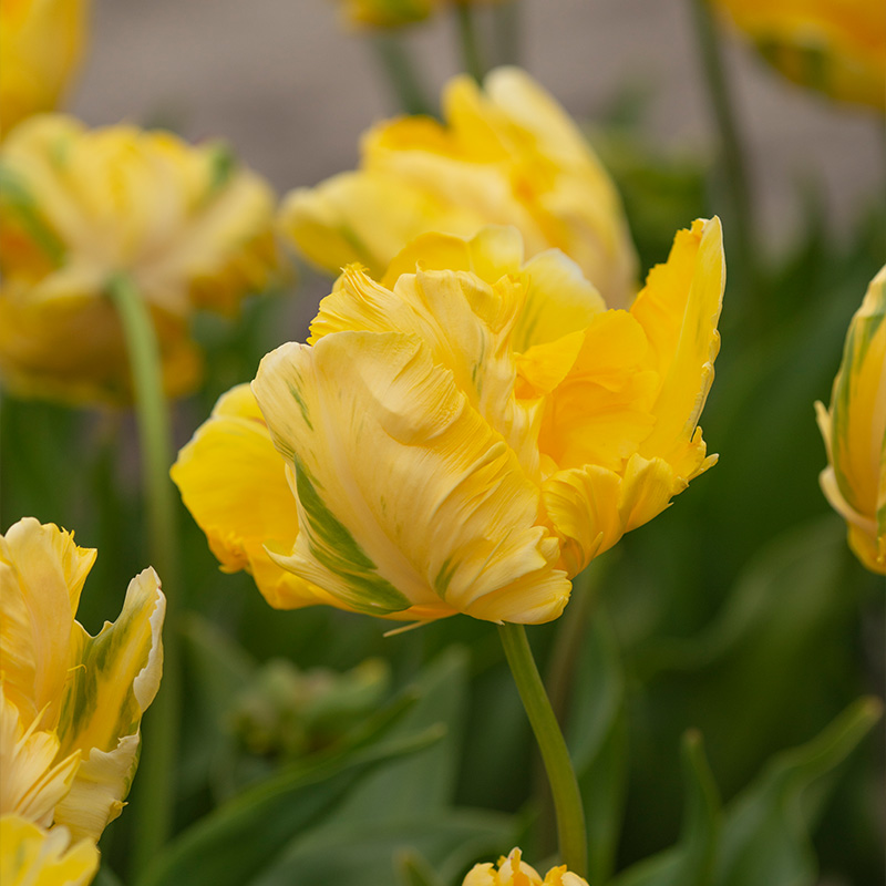 Tulipa Yellow Madonna® 12/+ , à 50