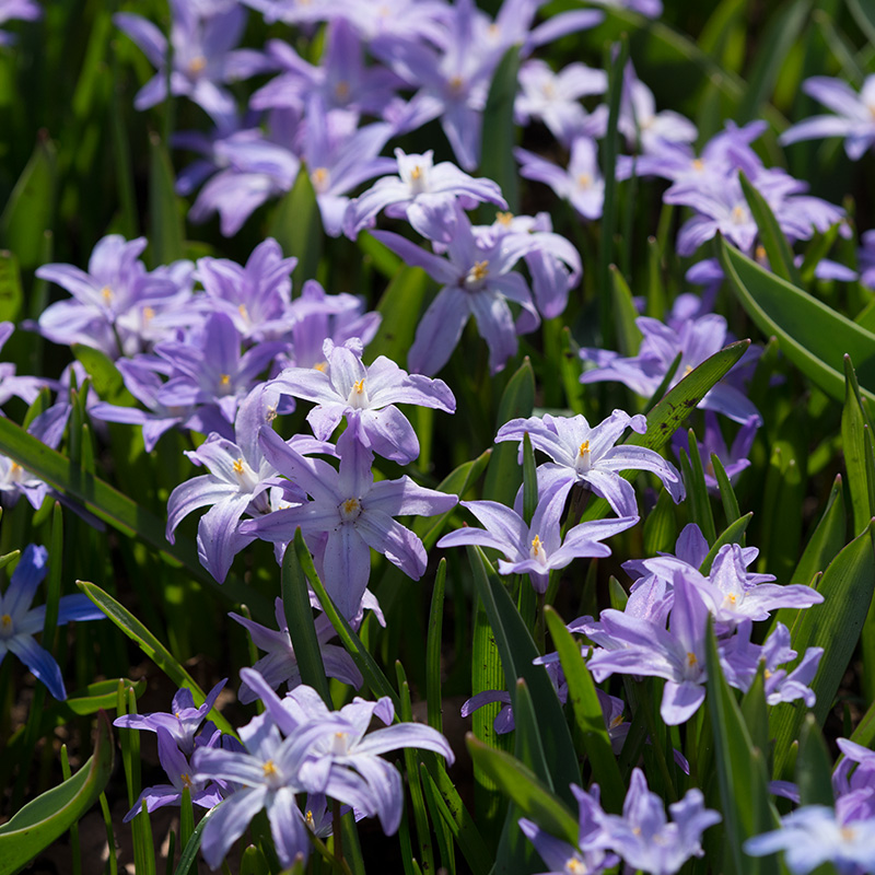 Chionodoxa luciliae Violet Beauty® 5/+ , à 100