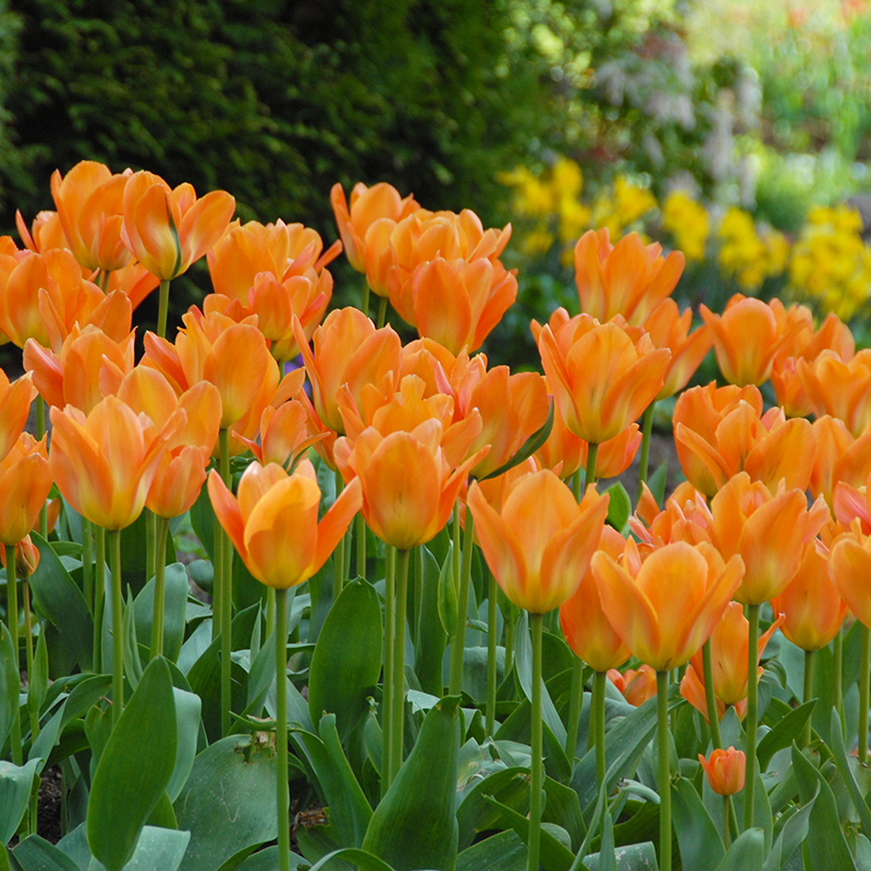 Tulipa Orange Emperor 12/+ , à 50