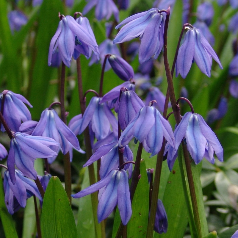 Scilla siberica 7/8 , à 100