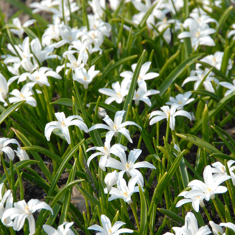 Chionodoxa luciliae Alba 5/+ , à 100