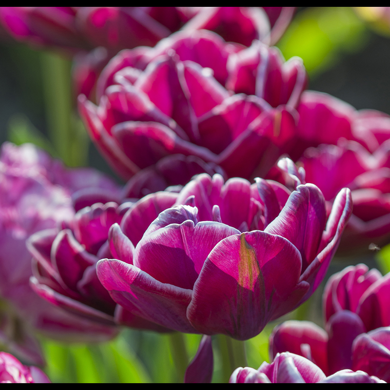 Tulipa Dream Touch® 12/+ , à 50
