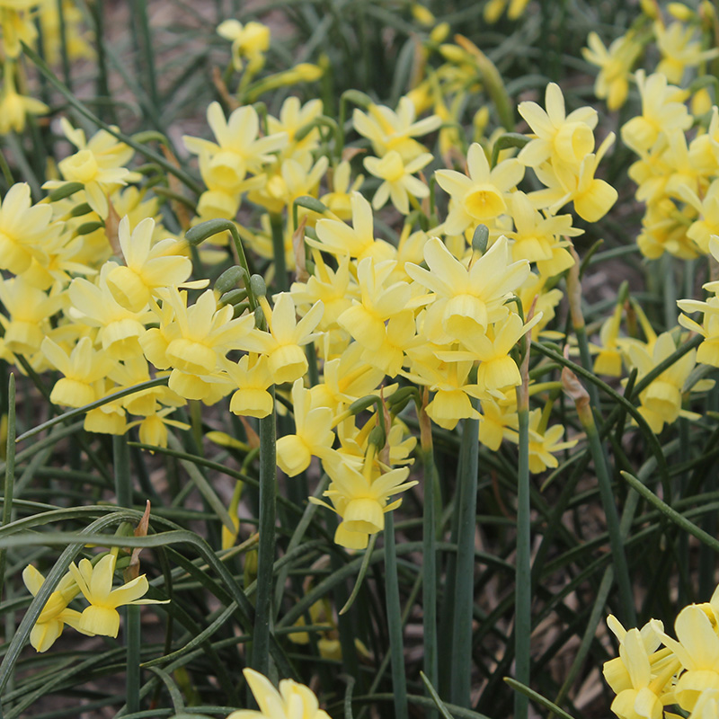 Narcissus Angel's Whisper z8/10 , à 50