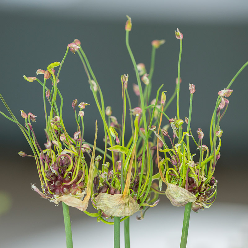 Allium scorodoprasum Art® 5/+ , à 100