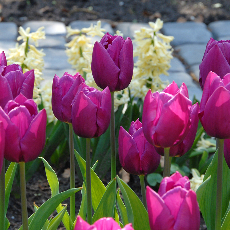 Tulipa Purple Prince® 12/+ , à 50