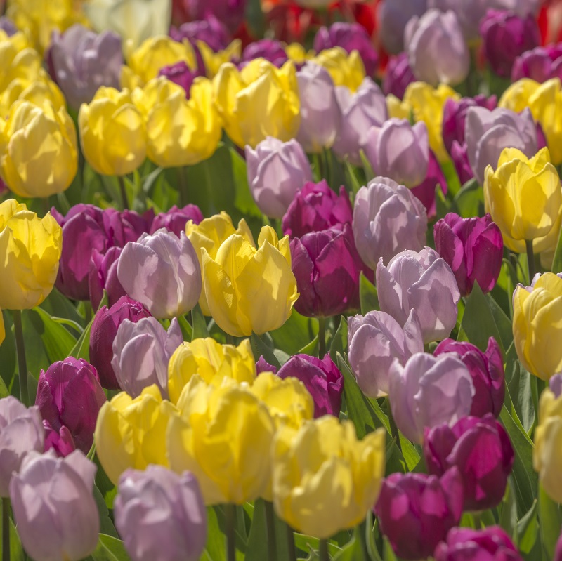 Mixture Prince of Love , à 100