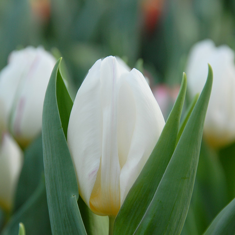 Tulipa White prince® 12/+ , à 50
