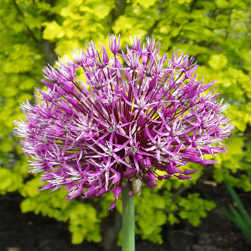 Allium jesdianum Early Emperor 14/+ , à 25