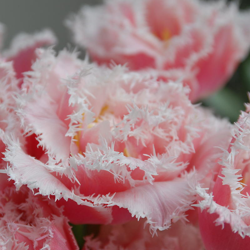 Tulipa Queensland® 11/12 , à 50