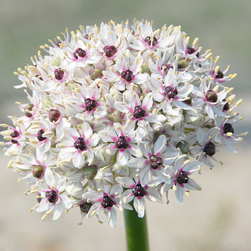 Allium basalticum Silver Spring® 10/+ , à 25