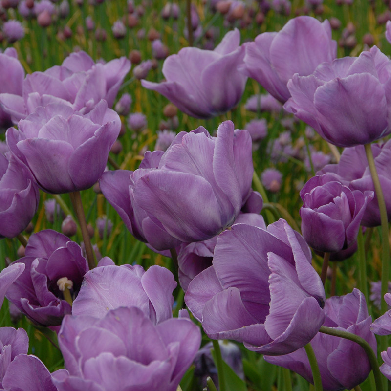 Tulipa Bleu Aimable 12/+ , à 50