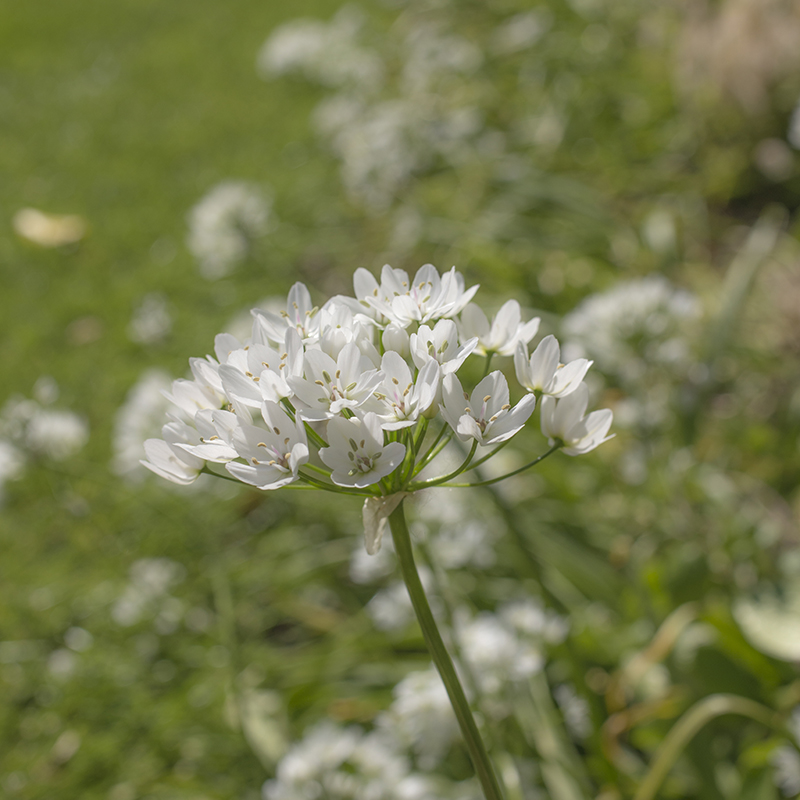 Allium cowanii 5/+ , à 100