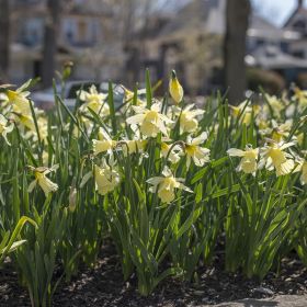 Narcissus W.P. Milner z8/10 , à 50