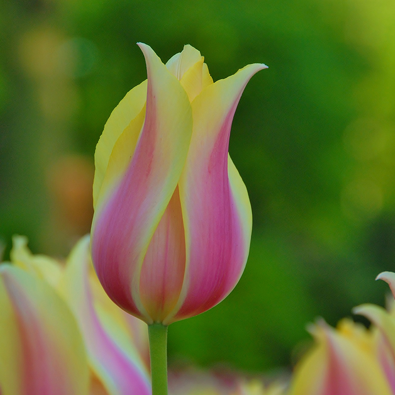 Tulipa Blushing Lady 12/+ , à 50