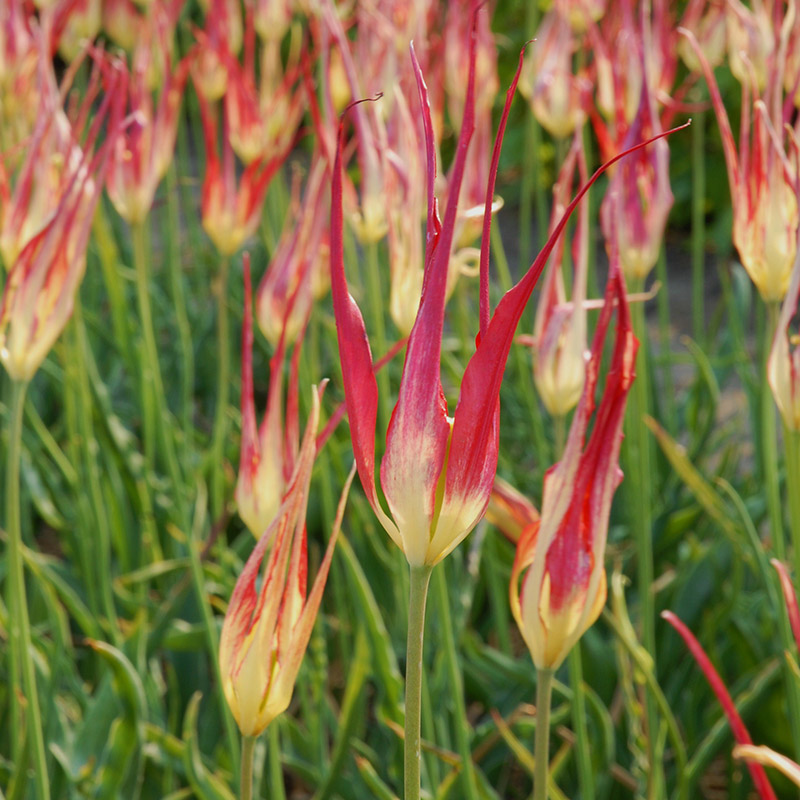 Tulipa acuminata 6/+ , à 50