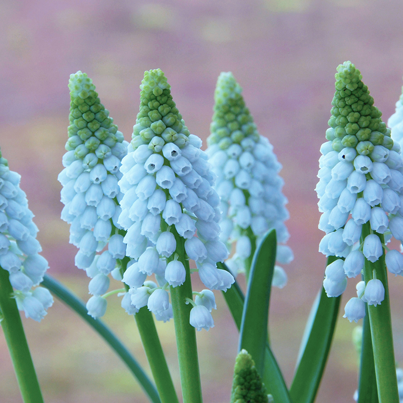 Muscari Baby's Breath® 7/8 , à 100