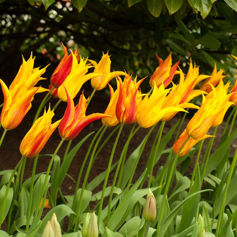Tulipa Vendeeglobe 12/+ , à 50