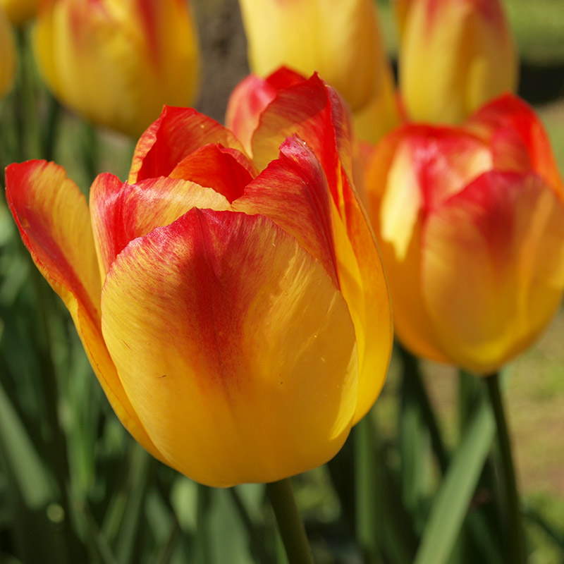 Tulipa Suncatcher® 12/+ , à 50