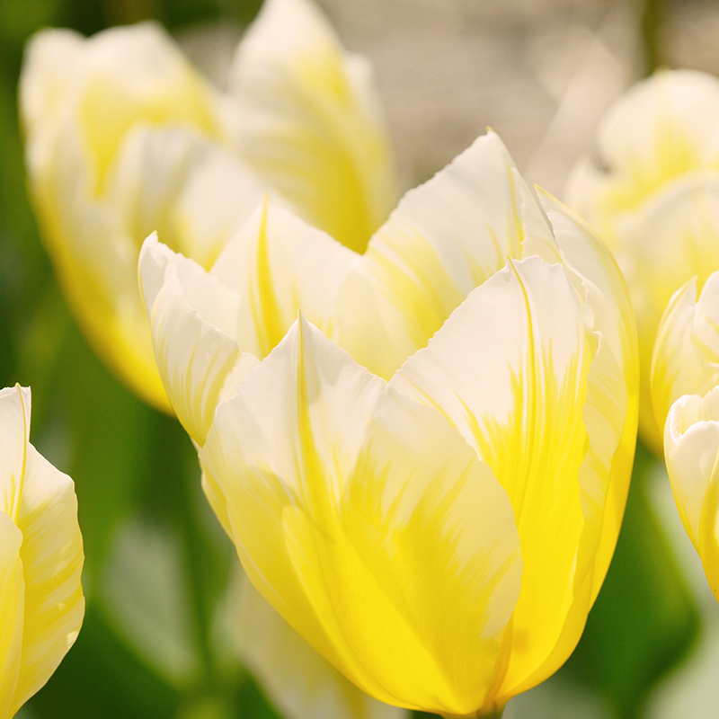 Tulipa Sweetheart 12/+ , à 50