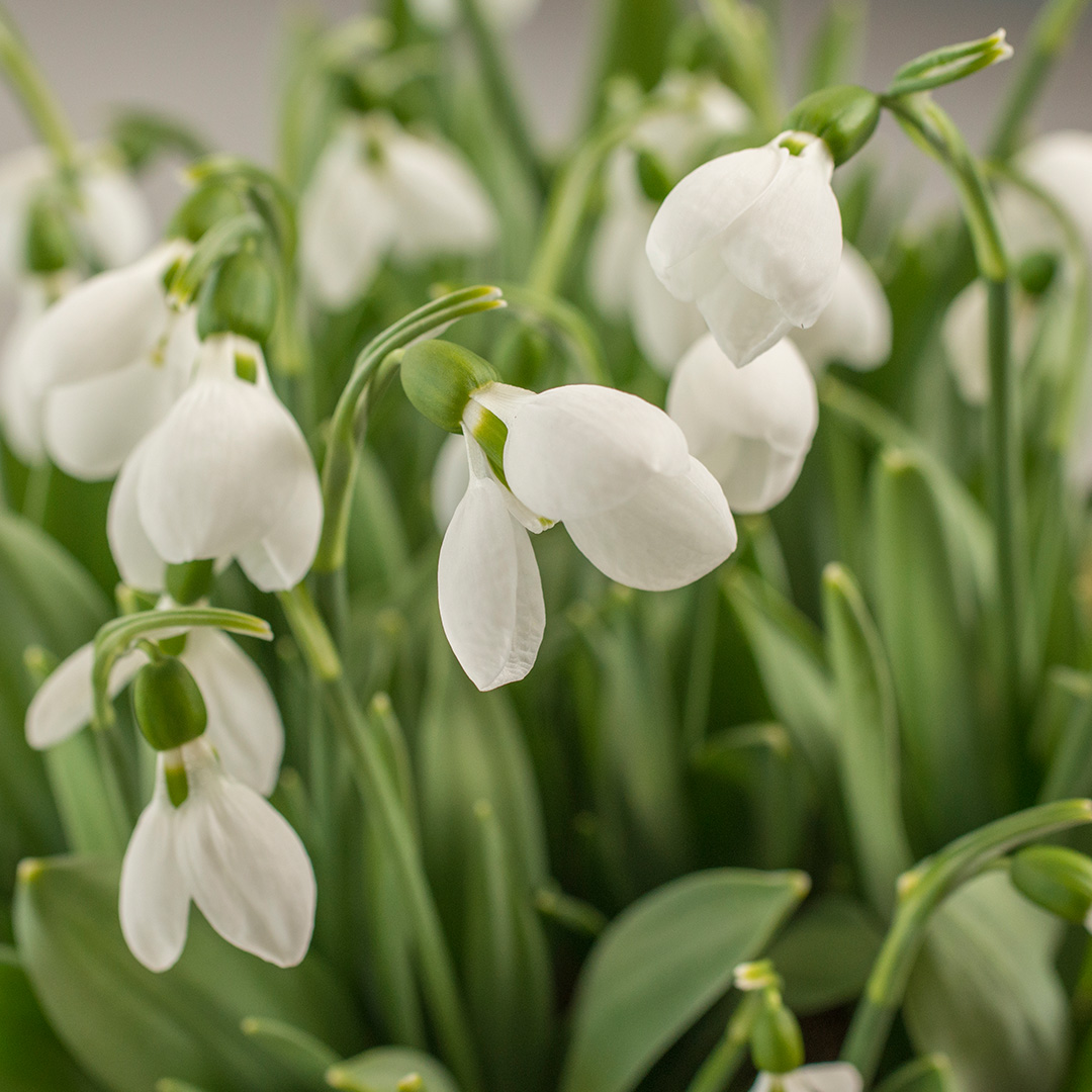 Galanthus Polar Bear 8/10 , à 50