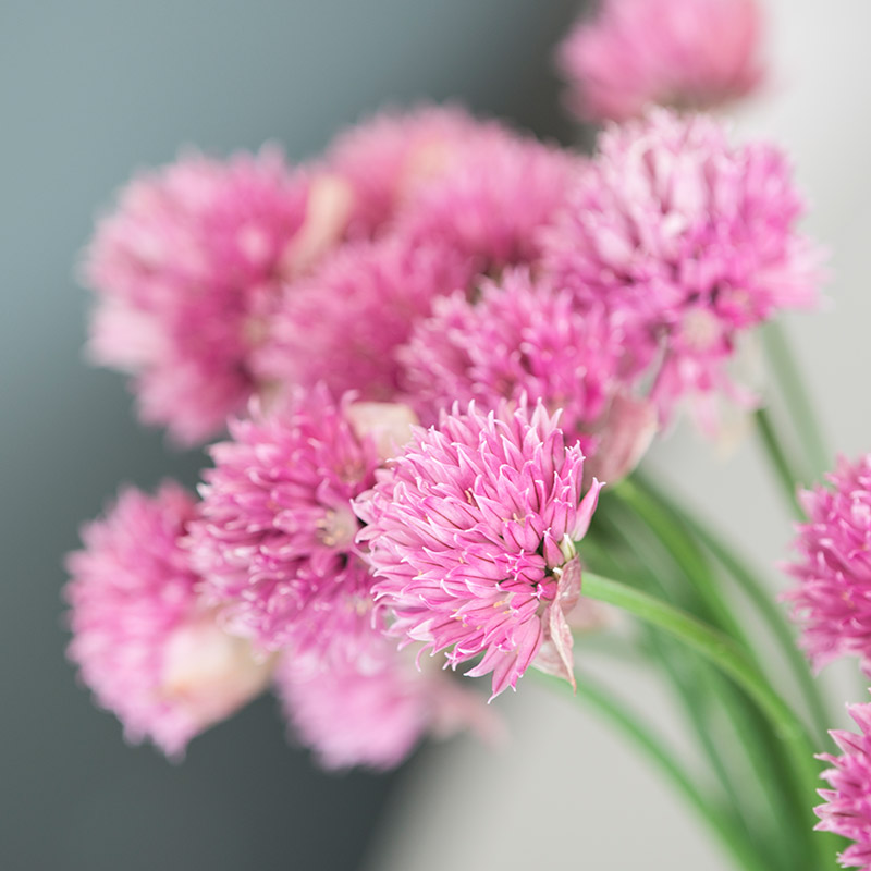 Allium schoenoprasum Forescate I , à 25