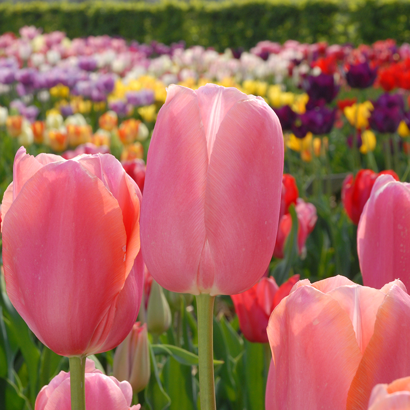 Tulipa Menton 12/+ , à 50