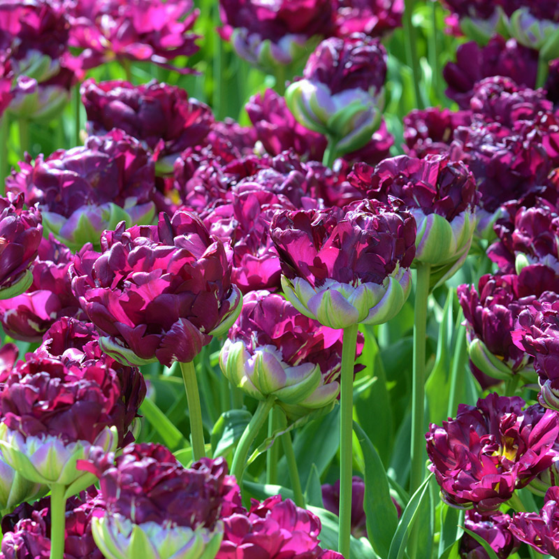 Tulipa Wow® 12/+ , à 50