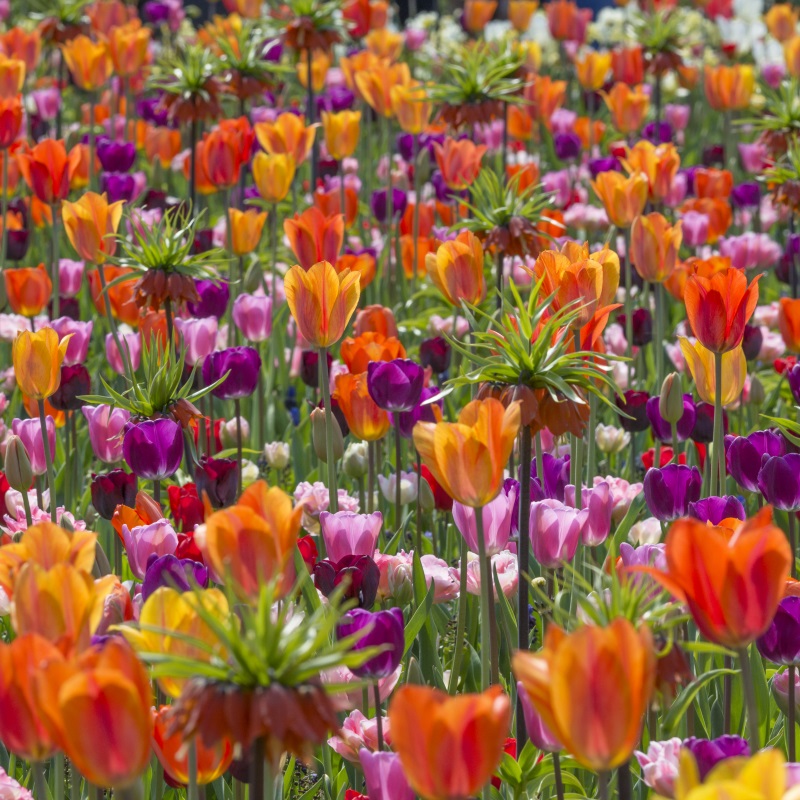 Mixture From Dusk till Dawn , à 500