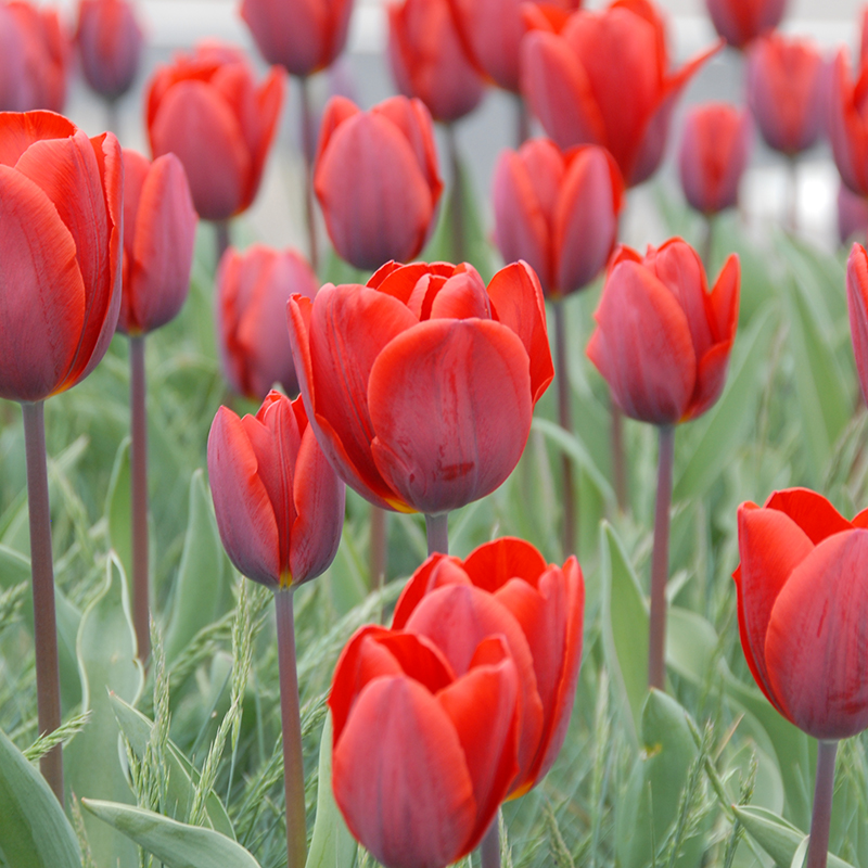 Tulipa Couleur Cardinal 12/+ , à 50