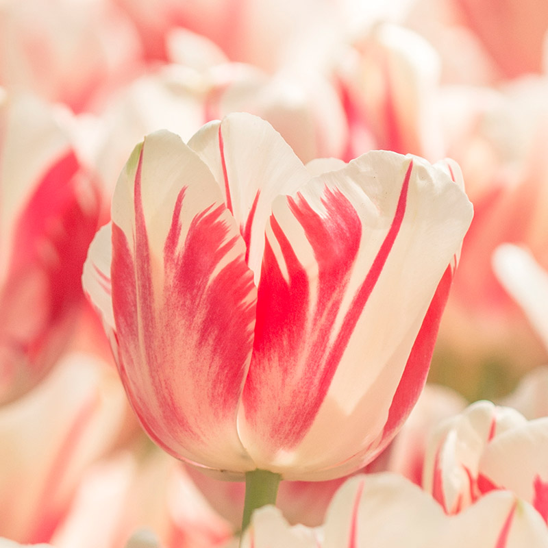 Tulipa Sorbet 12/+ , à 50