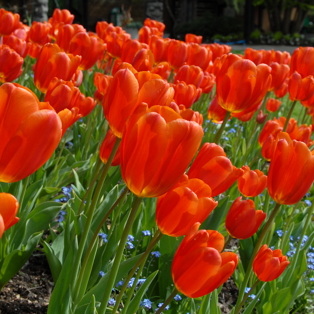 Tulipa Orange Juice® 12/+ , à 50