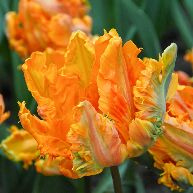 Tulipa Prinses Irene Parkiet® 12/+ , à 50