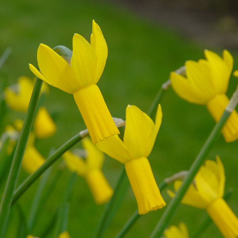 Narcissus Rapture z12/14 , à 50
