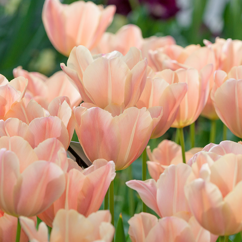 Tulipa Apricot Foxx® 12/+ , à 50