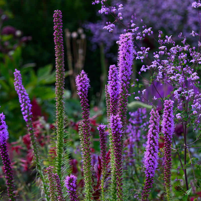 Liatris spicata 10/12, à 25