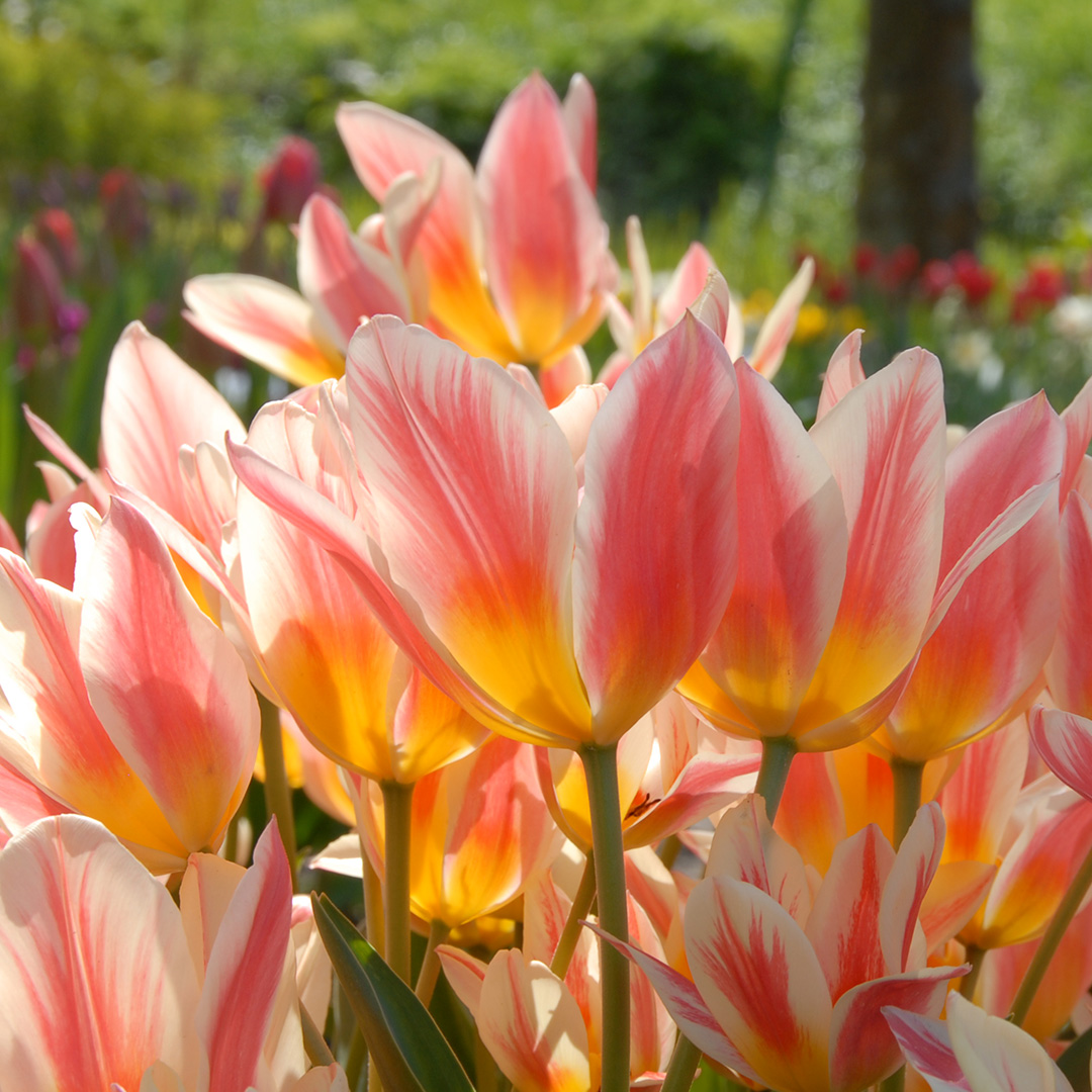 Tulipa Quebec 12/+ , à 50