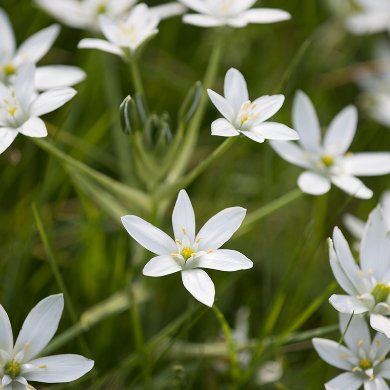 Ornithogalum umbellatum 6/+ , à 100
