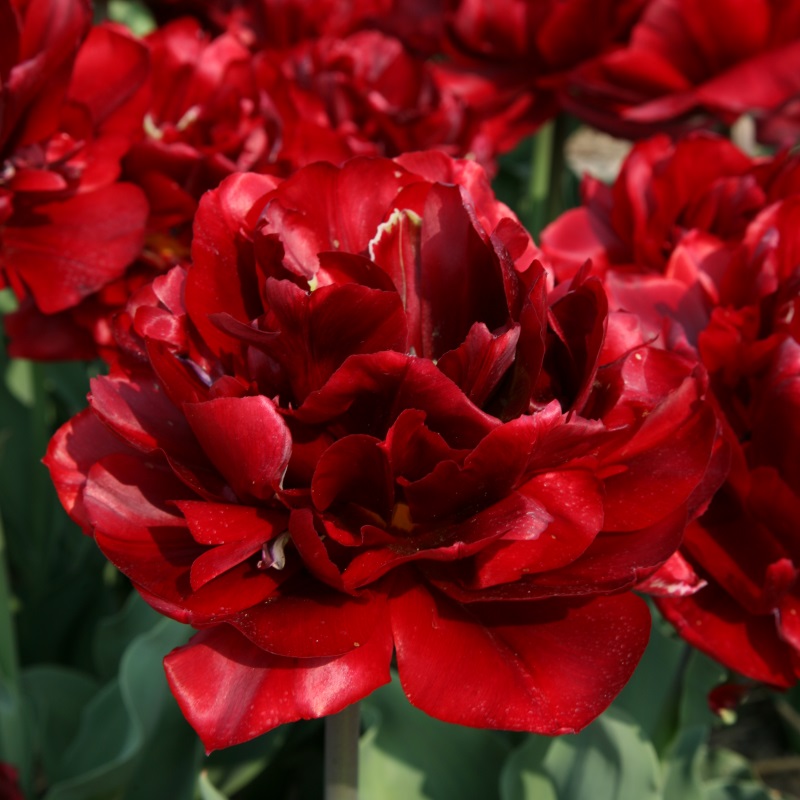 Tulipa Uncle Tom 12/+ , à 50