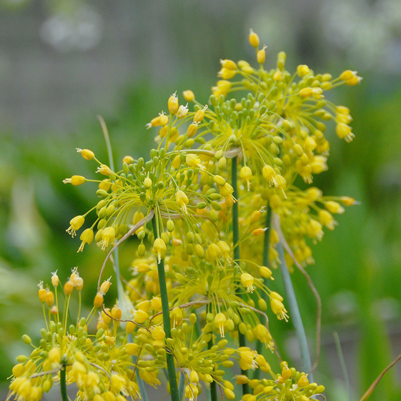 Allium flavum I , à 25