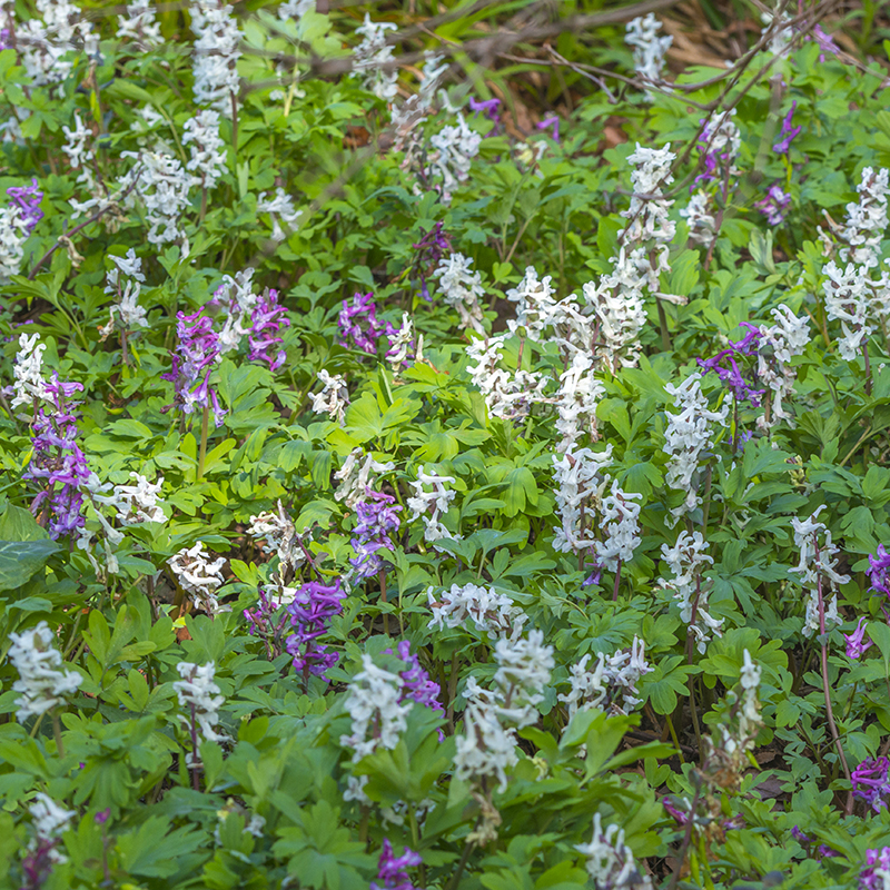 Corydalis cava I , à 100